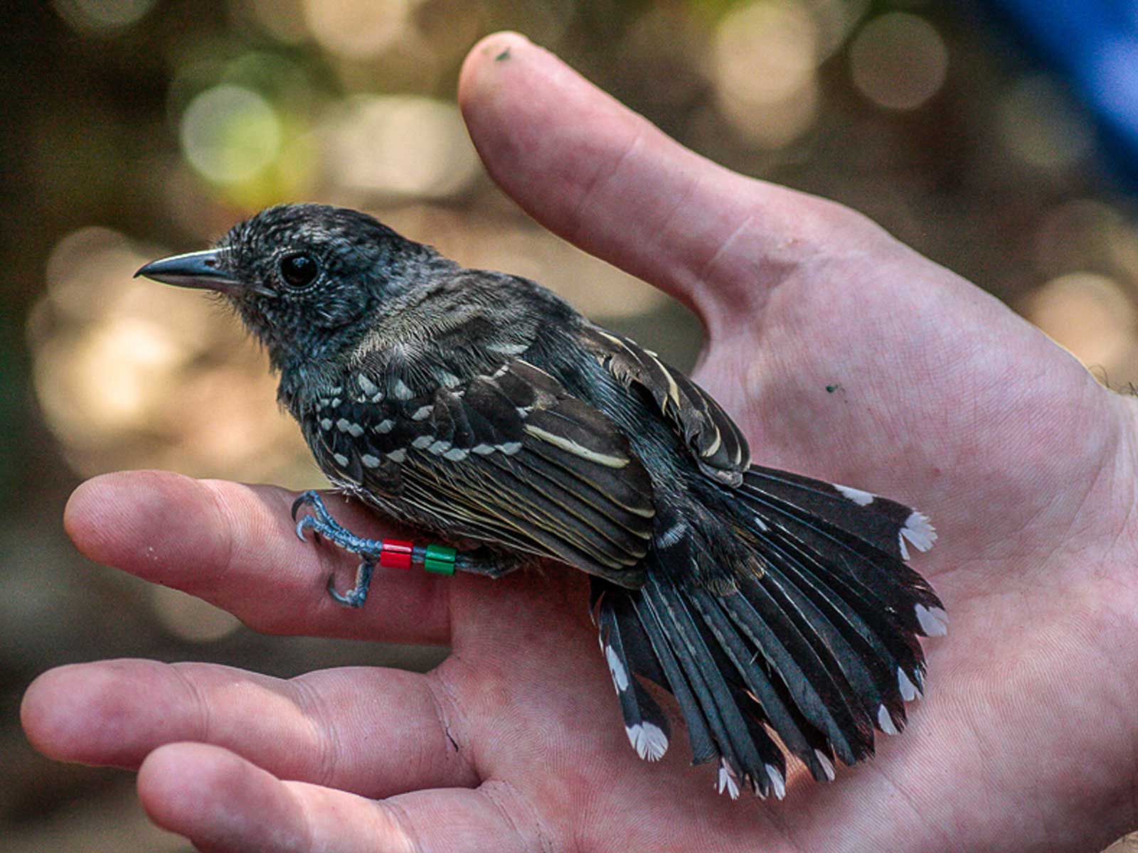 Hand holding a bird up close