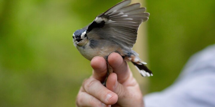 Hand holding a bird