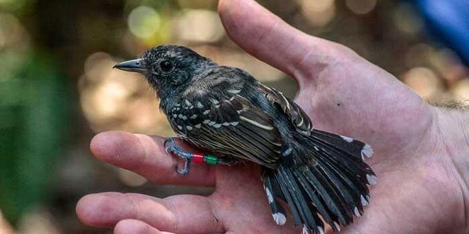 Hand holding a bird