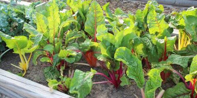 Outdoor food garden.