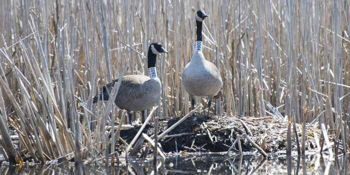 Geese sitting on a pond