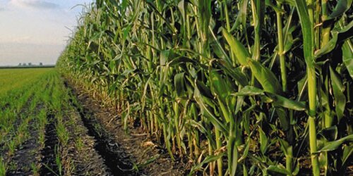 Corn fields.