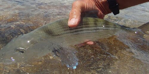 person holding a fish in a stream.