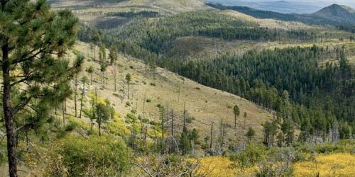 Mountain range with trees.